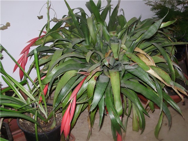 bromelija